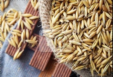 Owies dla zwierząt lub na OPAŁ