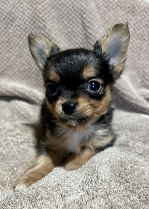 CUKIEREK - rozkoszny słodziak długowłosy, rodowód ZKwP FCI