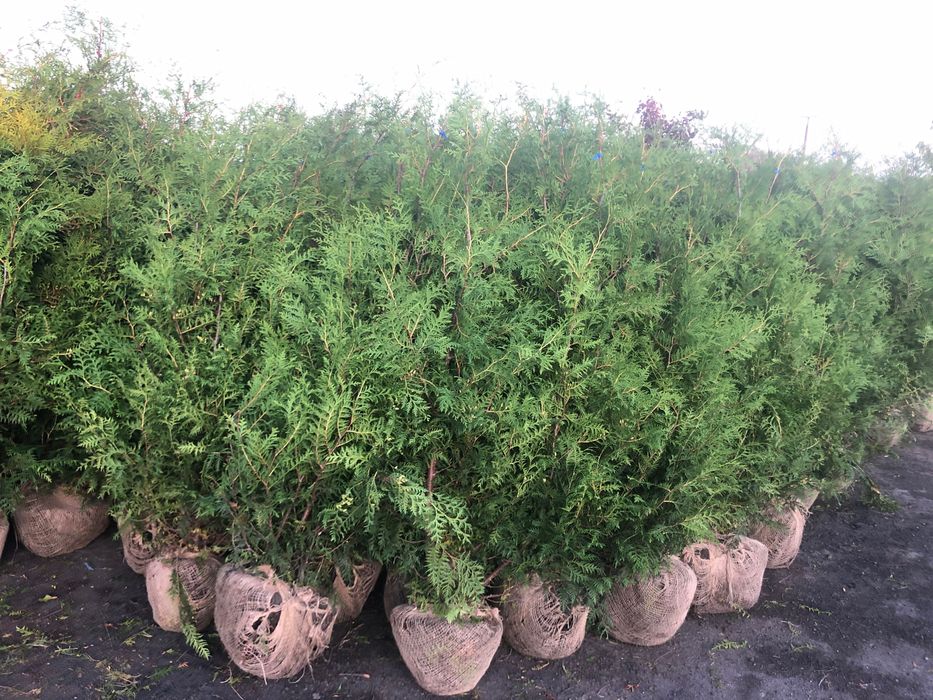 Tuja thuja Brabant 180-220 cm i inne Żywopłot Transport