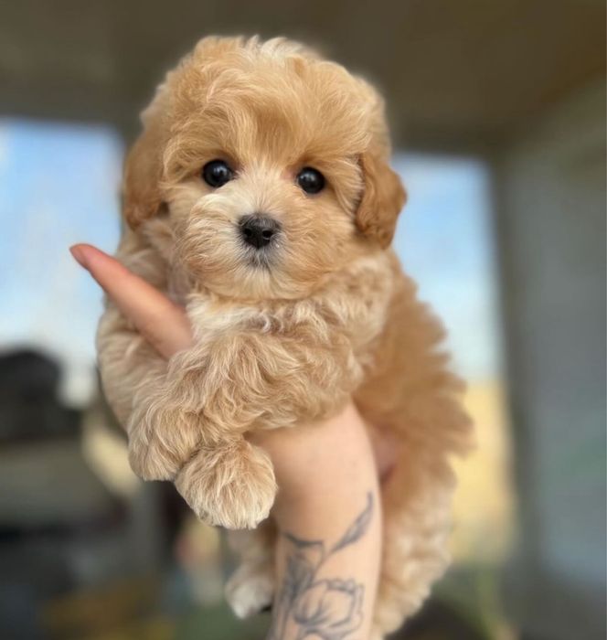 Мальтіпу дівчинка