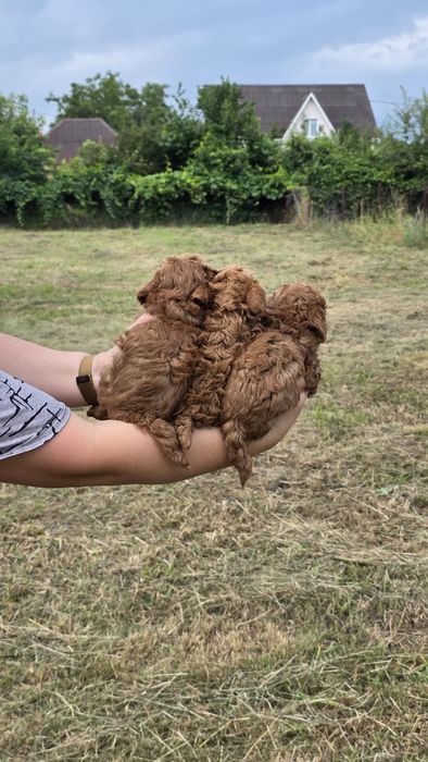 Той пуделя від тедді пуделя (Китай)! Є " Оплата частинами"