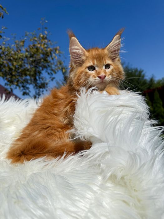 Maine coon boy червоний