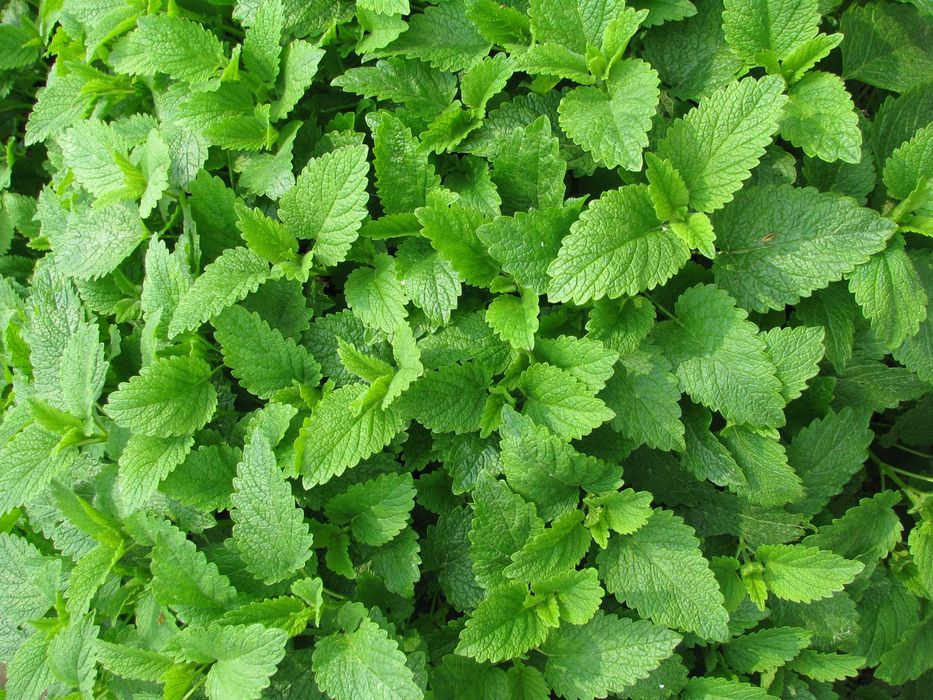 Melisa – suszone lub świeże młode liście z domowego ogródka + sadzonki