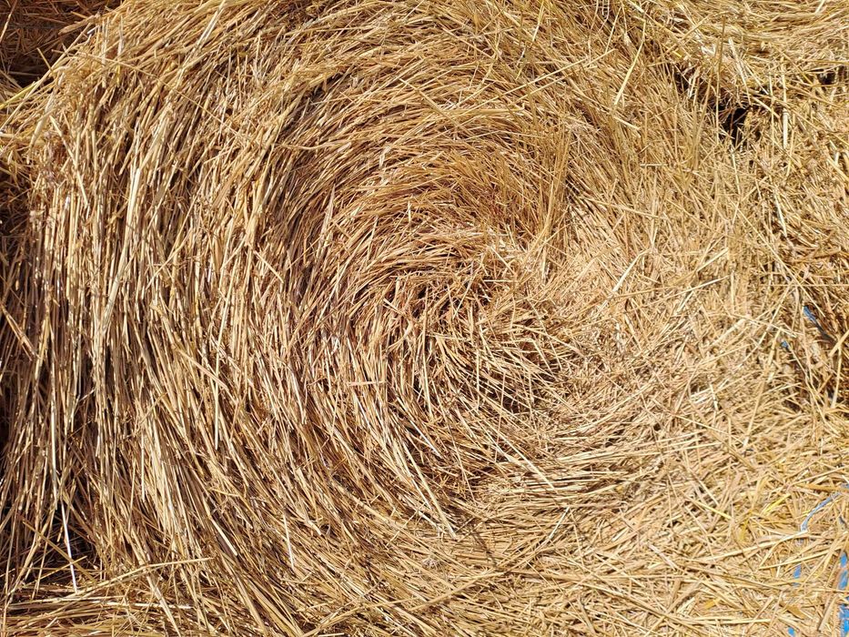 Feno deste ano à venda