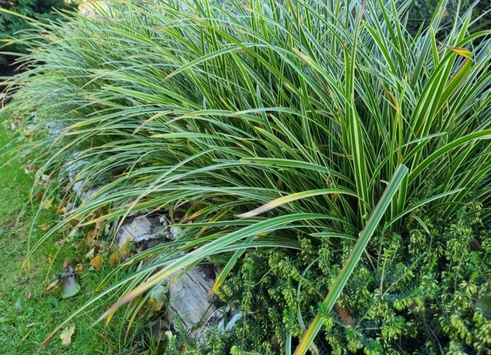 TURZYCA MORROWA ODM. ICE DANCE Carex morrowii Ice Dance Zimozielona