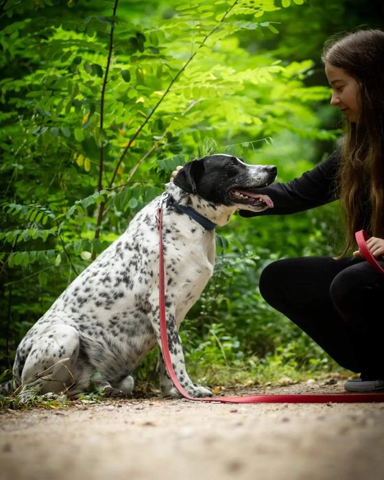 Ambaras, nasz schroniskowy dalmatyńczyk szuka domu!