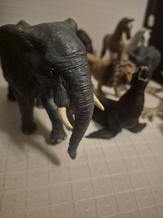 Lote de animais de muita qualidade