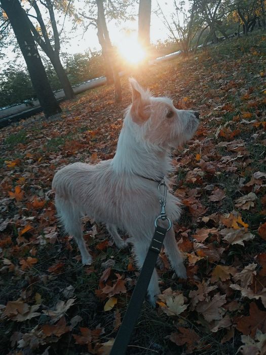 Отдам двоих собачек