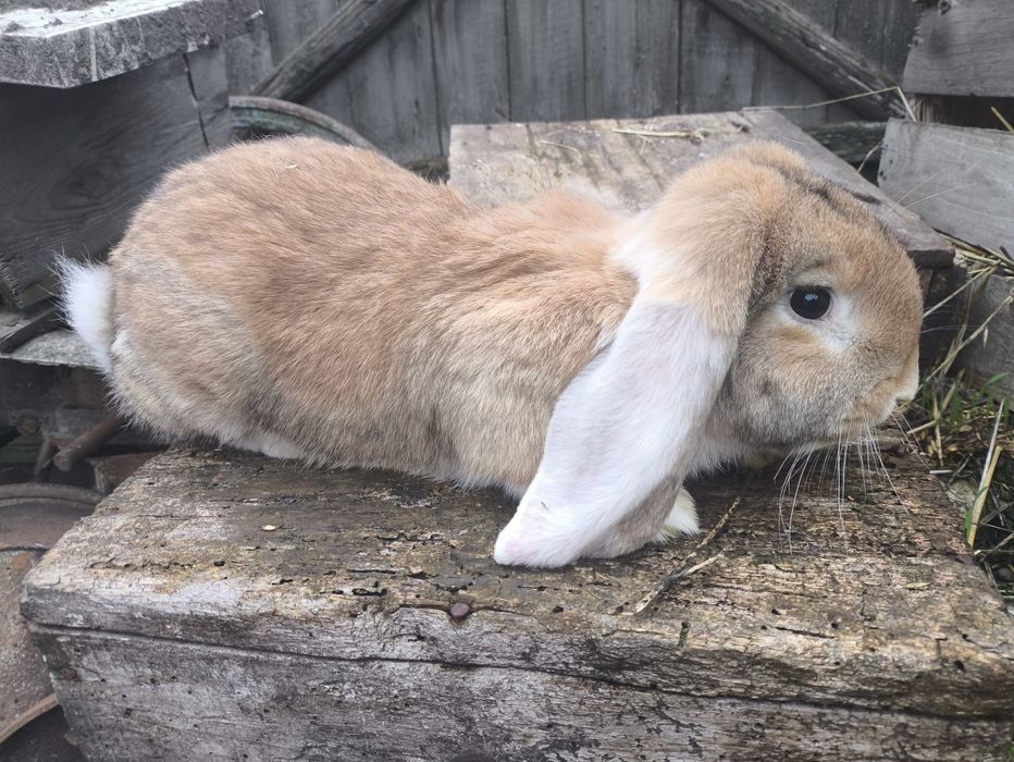 Продам кроликів на розплід