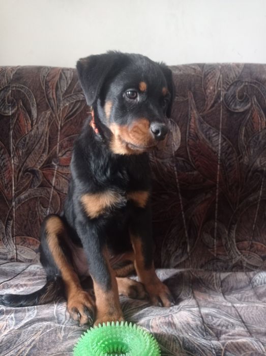 Цуценята Ротвейлера