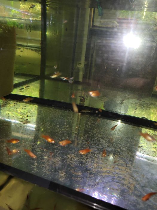 Platka platynka ładna