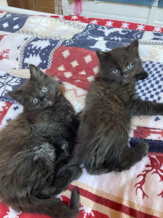 котики і кішечки