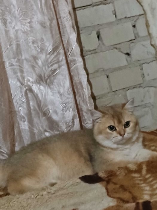 Продам кошку ,,Шотландка золотая шиншила"