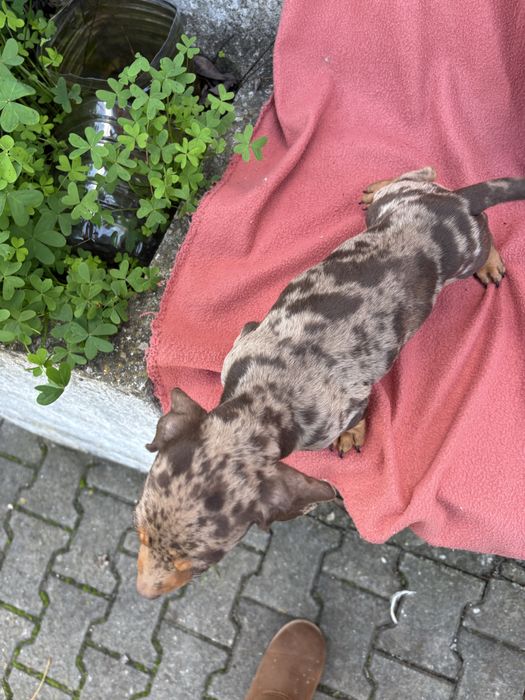 Teckel macho miniatura