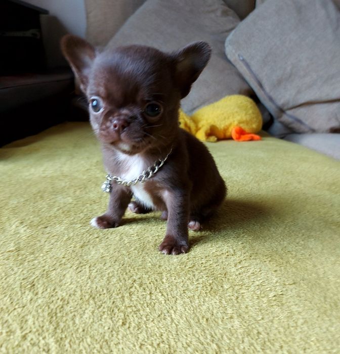 Chihuahua Macho  com Lop ( Pedegree)