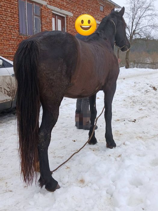 Продається кобила