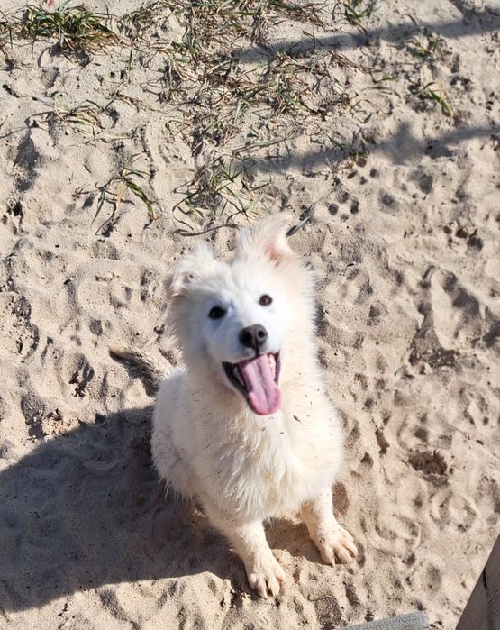 Biały Owczarek szwajcarski długowłosy  - piesek