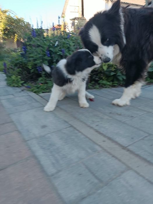 Border collie szczenię suczka