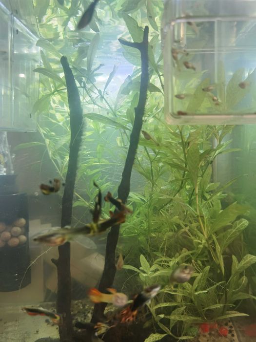 Peixes guppy sortido