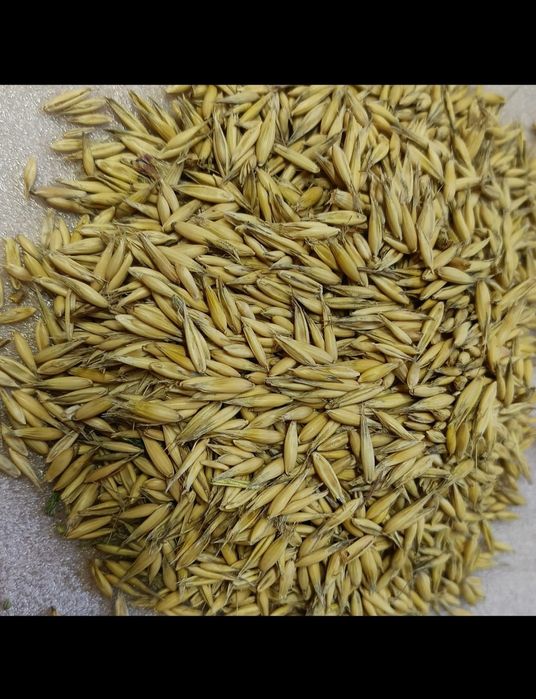 Owies jary pszenżyto ozime