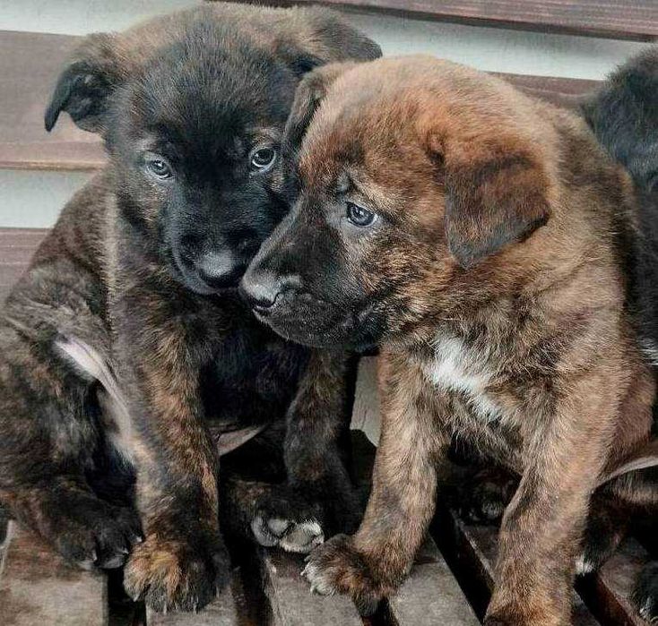 продам песиків метисів