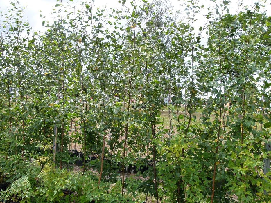 Brzoza lipa dąb klon grab buk w doniczkach 12 litrów