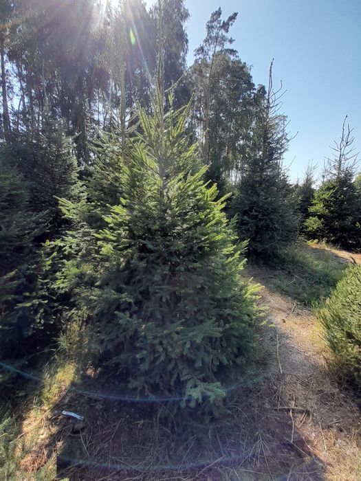 Choinki, Swierk pospolity,iglaki. Swierki