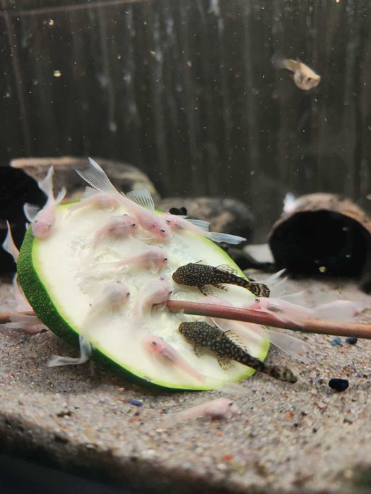 Ancistrus Snow White  Zbrojnik Glonojad
