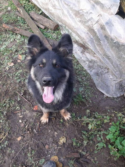 Щенята в добрі руки