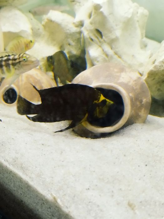 Altolamprologus compressiceps gold head 4 tanganika