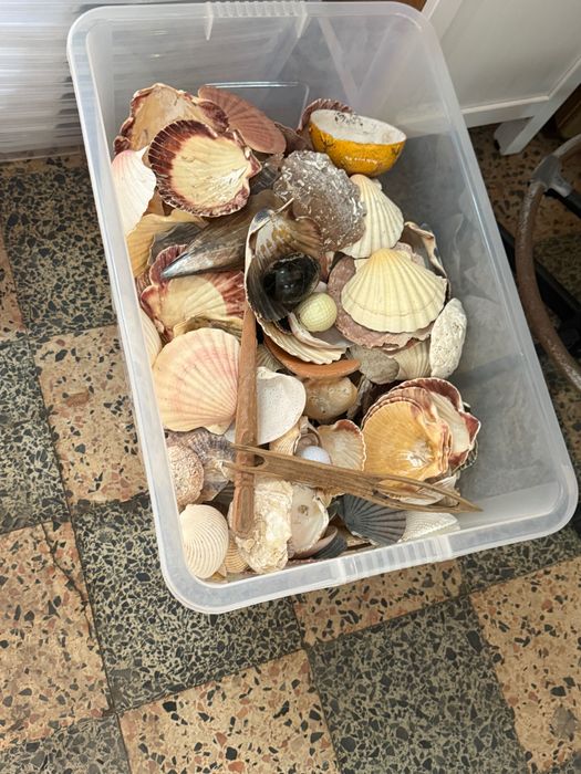 Caixa com várias conchas