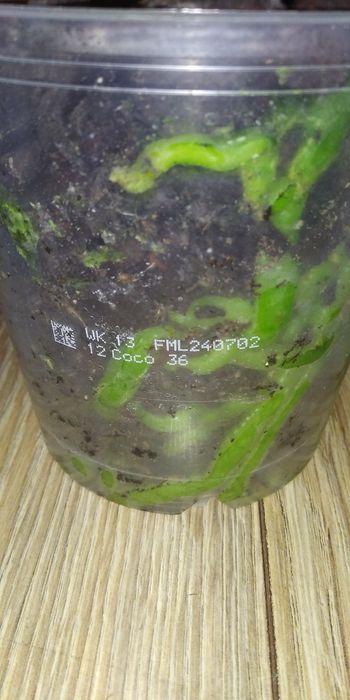 Фаленопсис Метелик,Пелор,мультифлора,цвіте