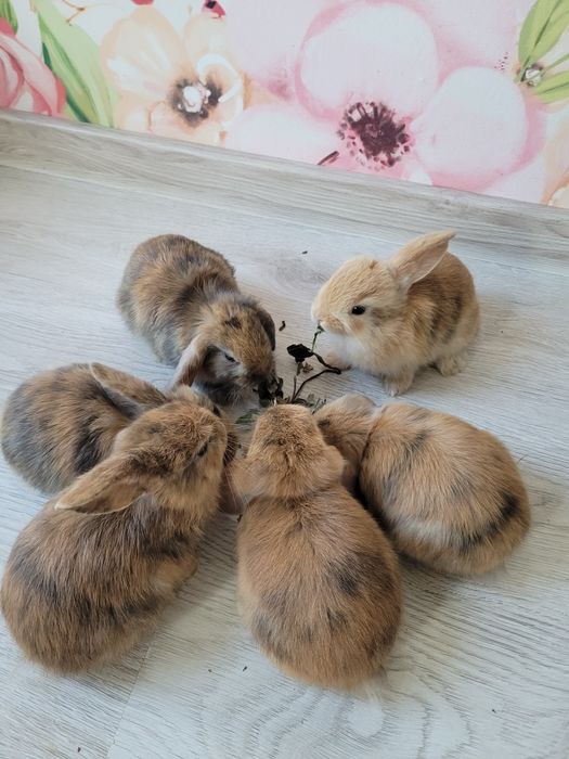 Króliki miniaturki