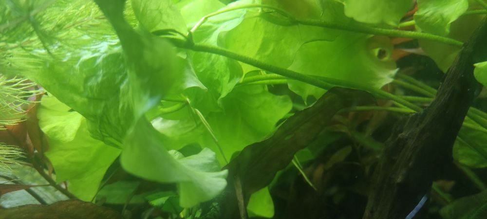 Lotos Tajwan zielony