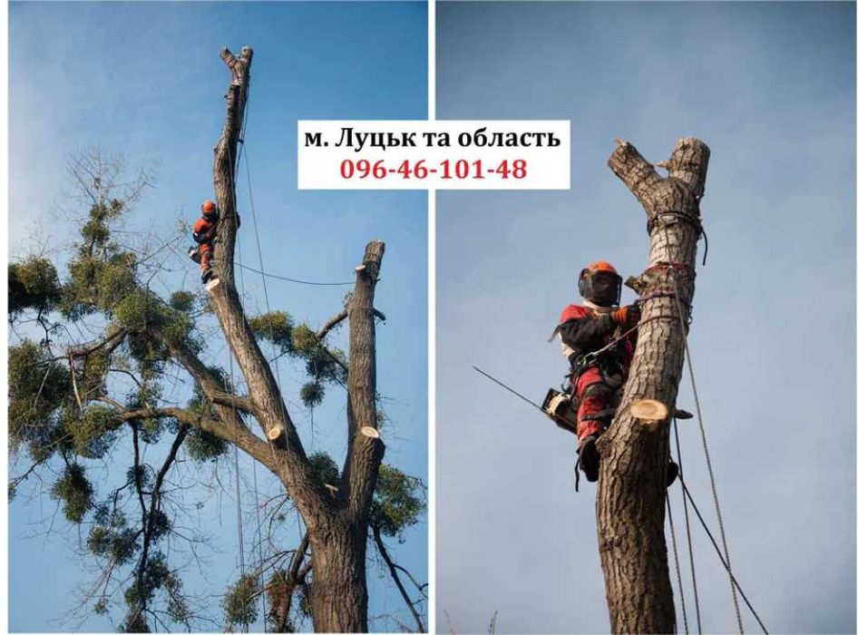 Зрізання дерев, зрізати дерево, спиляти дерево, пиляння, обрізка дерев