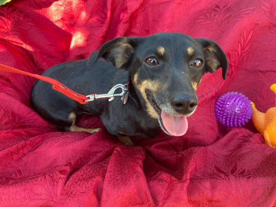 Віддаємо песика Тосю