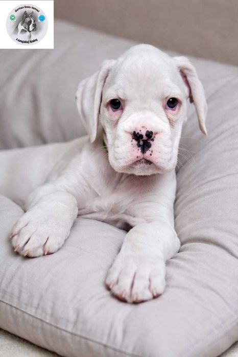 BOKSER - suczka ZKwP (FCI)