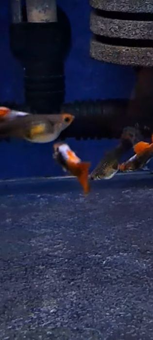 Gupiki koi tuxedo 3 samiczki i 7 samcy okazja