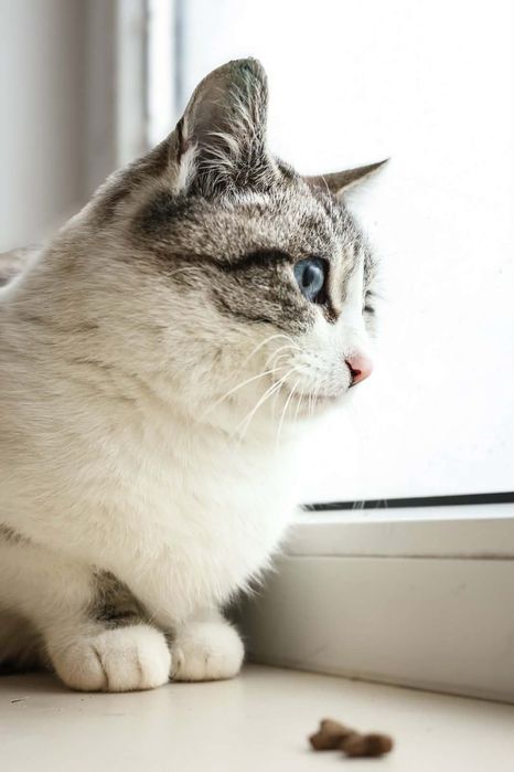 Красуня шукає родину