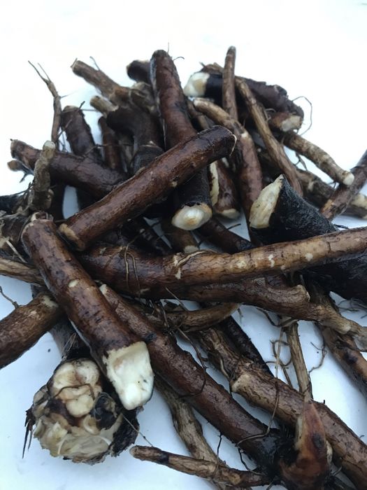 Żywokost lekarski cała roślina - sadzonka 6,0 zł. / szt.