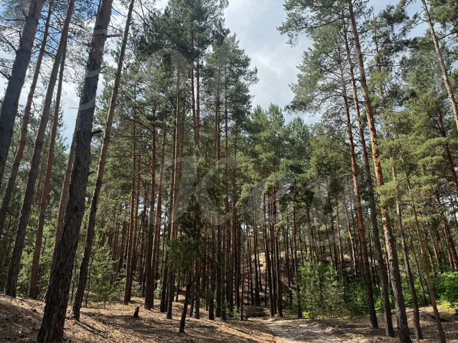 Продам НАЙКРАЩІ ділянки в МАЛЬОВНИЧОМУ місці, 27соток ,с.Проців, ЛІС