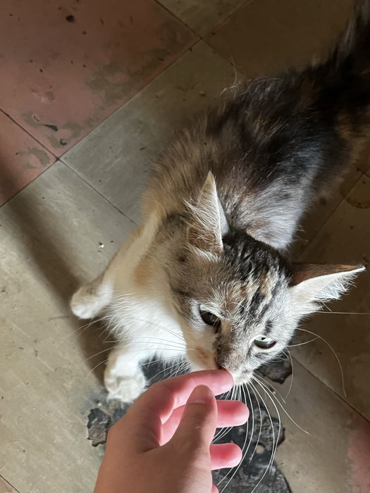 ИЩЕТ ДОМ!!! ласковая и добрая кошечка!!!