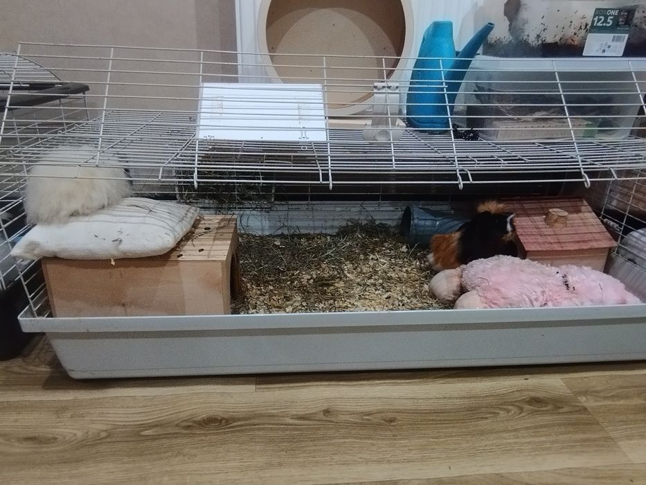 Świnki morskie z klatką