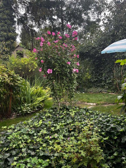 Sprzedam ogródek działkowy 360 m2  Zacisze Bytom dworska cegielniana