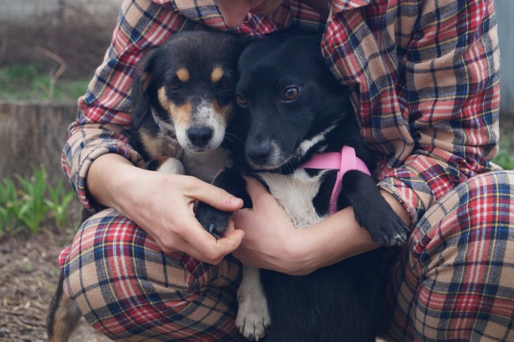 Метиси такс , молоді, стерилізовані