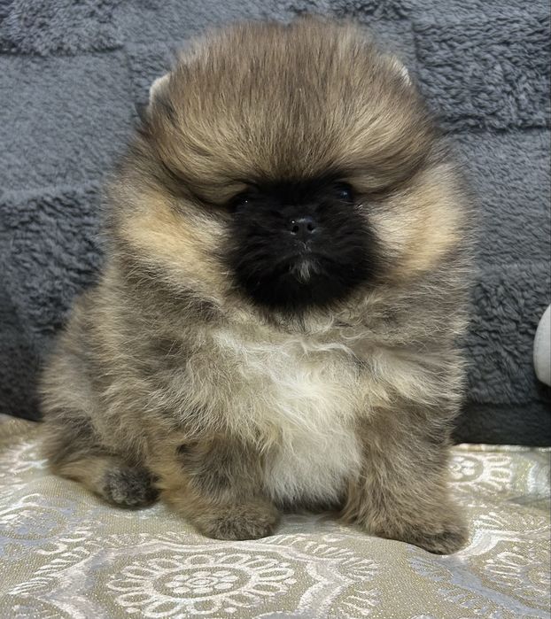 Померанський шпіц