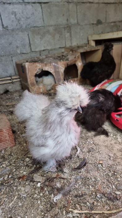 Ovos férteis galinhas Sedosas do Japão