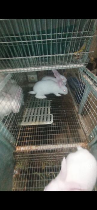 Термонська біла кітних кроличок самці