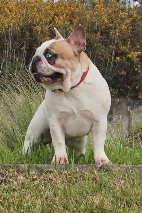 Bulldog francês pied 2anos