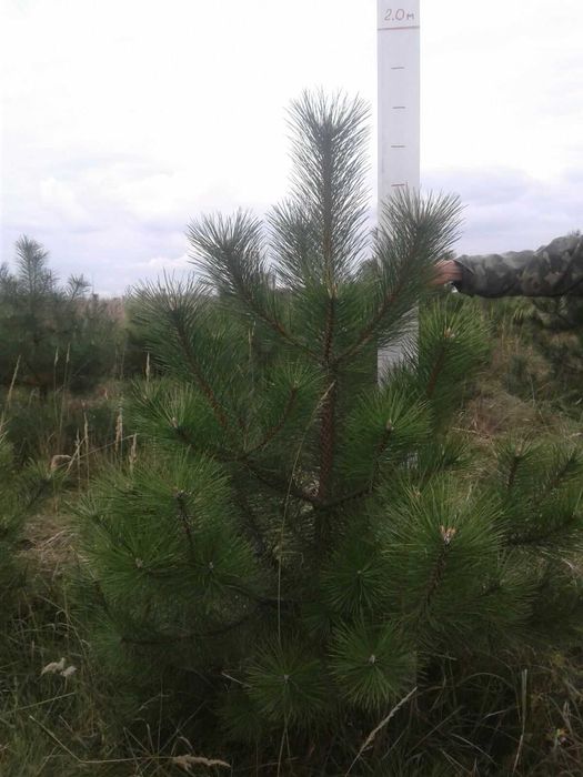 Продам кримську сосну (сосна крымская)